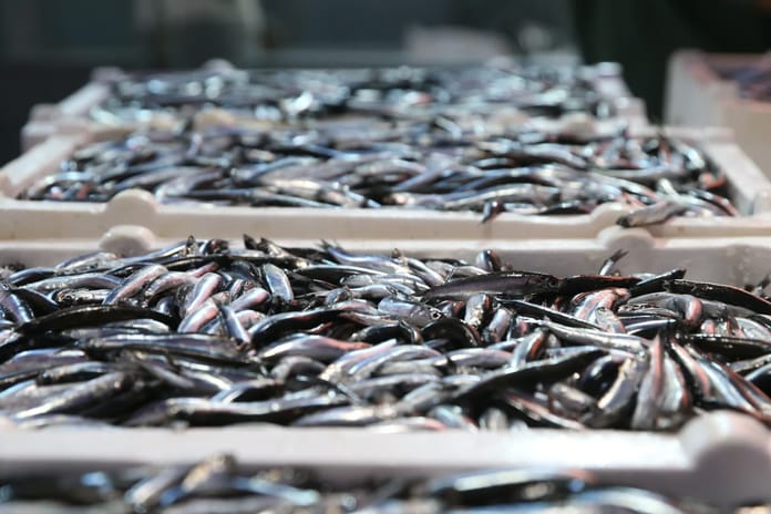 Hamsi ihracatından elde edilen gelir 2025'te yüzde 7 arttı