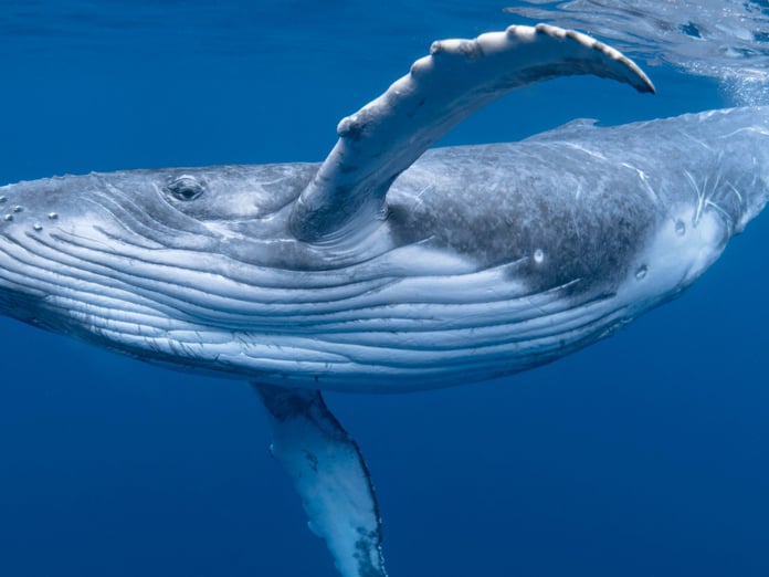 Balinaların nefesinde ölümcül bir virüs tespit edildi