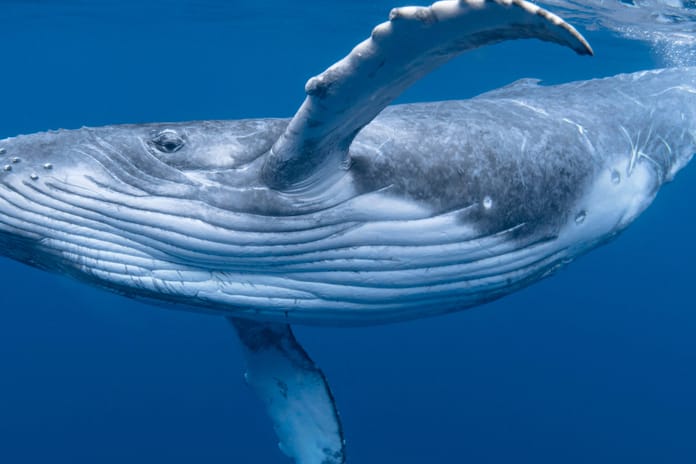 Balinaların nefesinde ölümcül bir virüs tespit edildi