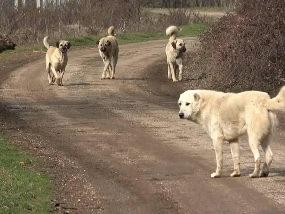 Bağdat'ta 19 bin başıboş köpek uyutuldu