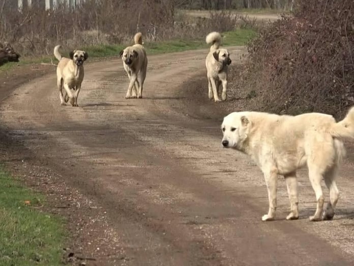 Irak'tan artan kuduz vakalarına karşı başıboş köpekleri uyutma hamlesi