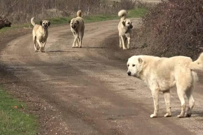 Irak'tan artan kuduz vakalarına karşı başıboş köpekleri uyutma hamlesi