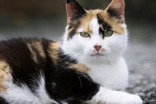 Yeni Zelanda hükümeti 2050'ye kadar 2,5 milyon kedinin öldürülmesini planlıyor