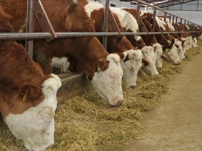 Şap hastalığında yeni gelişme