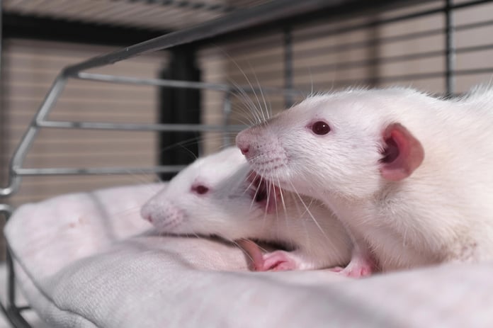 Erkek farelerin ömrünü uzatan bir araştırma yapıldı