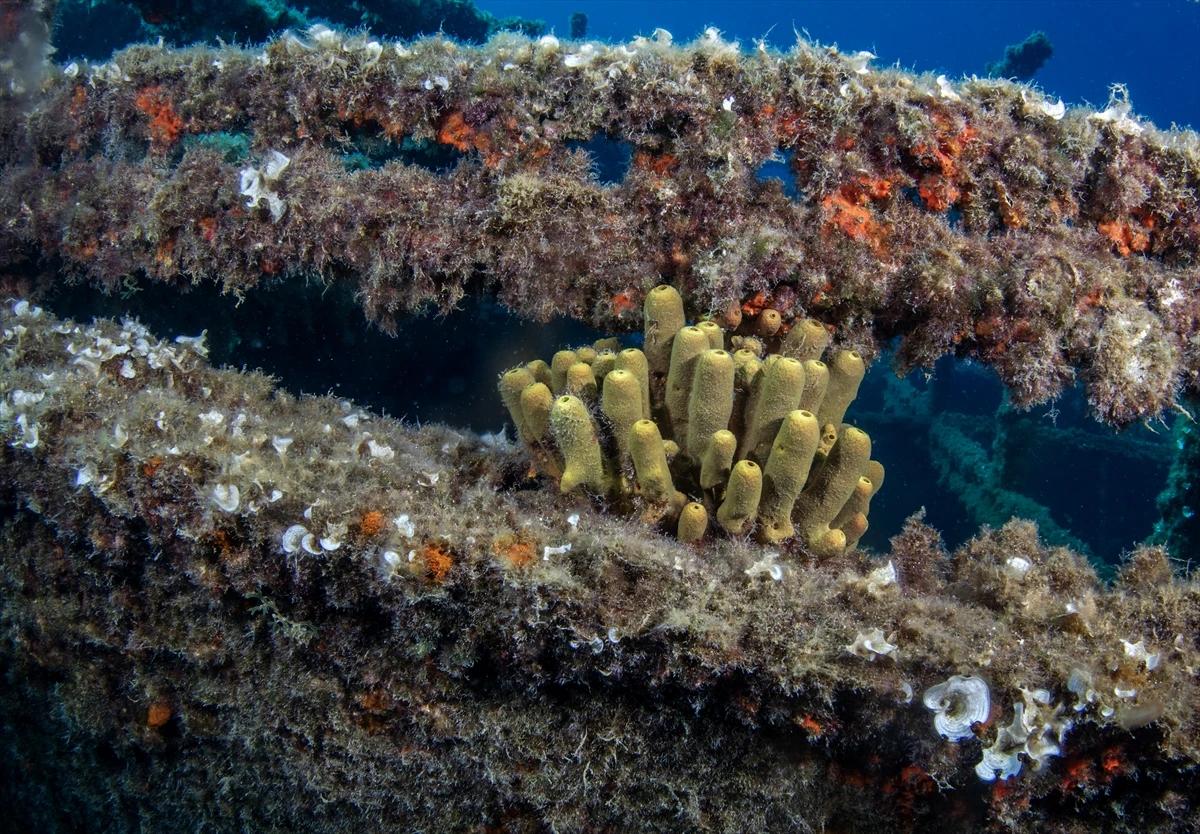 Çeşme su altı güzellikleriyle her seviye dalgıca hitap ediyor