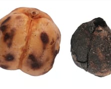 Kütahya'da 4000 yıllık nohut, Konya'da 8600 yıllık ekmek bulundu