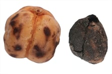 Kütahya'da 4000 yıllık nohut, Konya'da 8600 yıllık ekmek bulundu