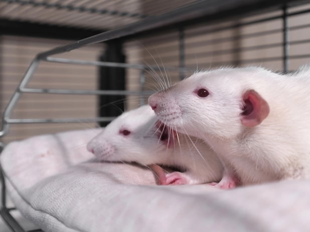 Erkek farelerin ömrünü uzatan bir araştırma yapıldı