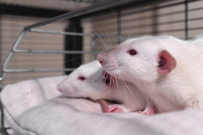 Erkek farelerin ömrünü uzatan bir araştırma yapıldı