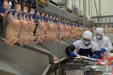 Beyaz et devlerine rekor ceza! Rekabet Kurulu faturayı kesti