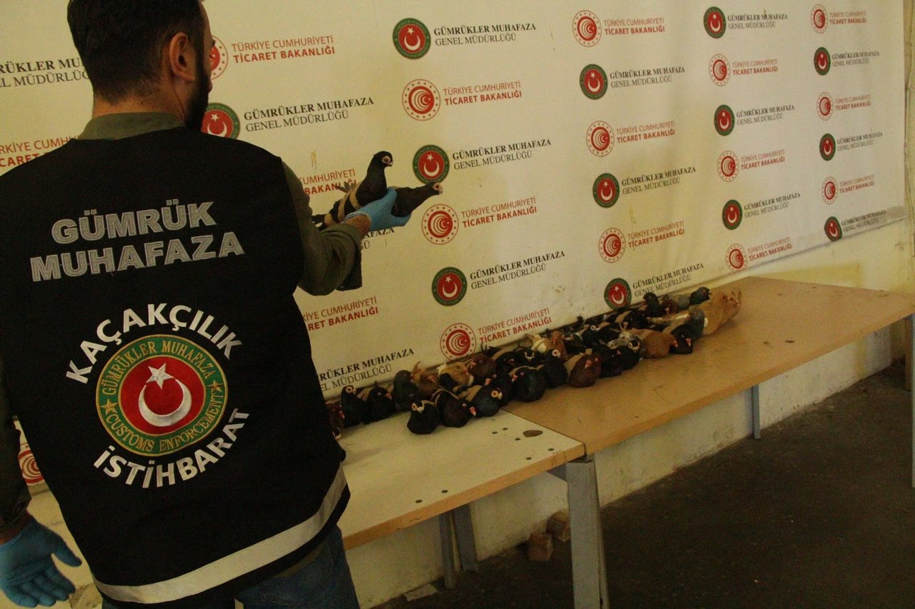 Kaçak canlı hayvan ticaretine geçit yok