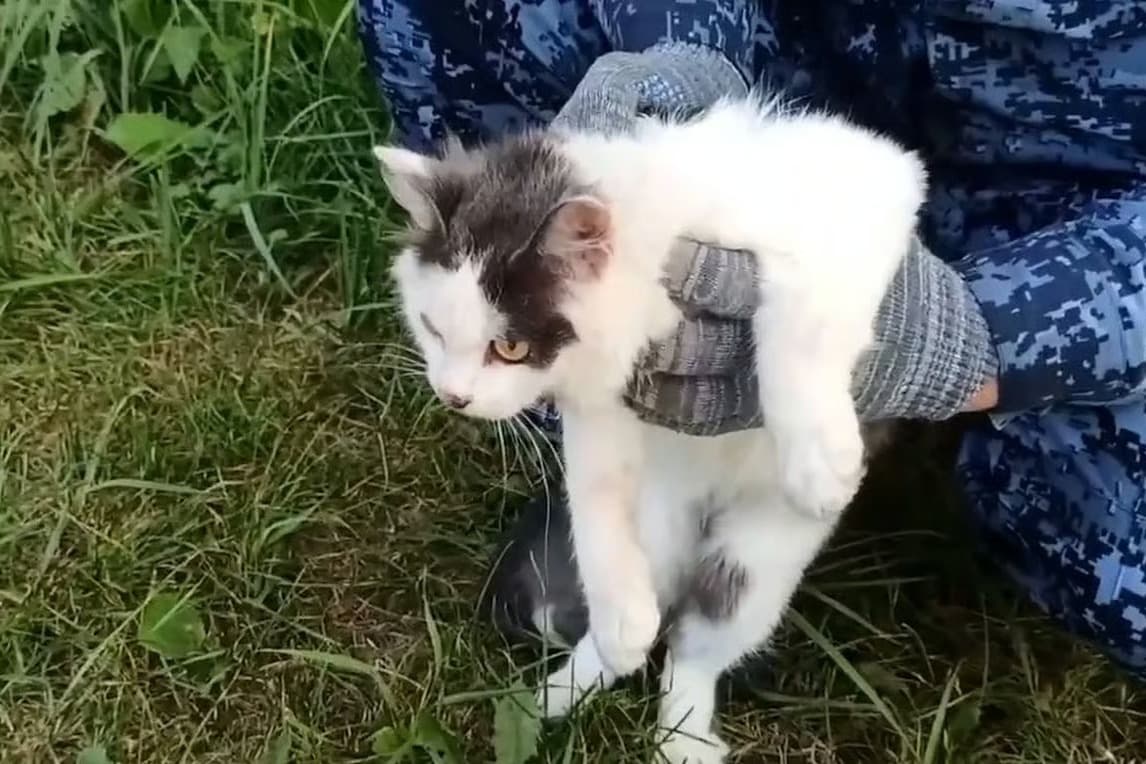 Rusya'da uyuşturucu kuryesi kedi skandalı
