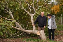  İzmir'de 20 yıllık ceviz ağaçlarına vandalizm