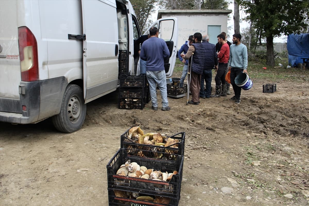 Sinop'ta doğal gelir kaynağı: Fesleğen mantarı bölge halkına ek gelir sağlıyor