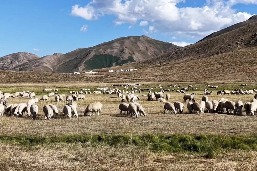 Tunceli'de 150 bin lira maaşa rağmen çoban sıkıntısı çözülemedi