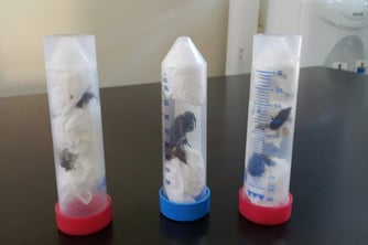 96 biyokaçakçılık girişimi engellendi