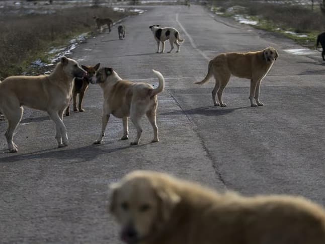 Hindistan'da başıboş köpek kararı
