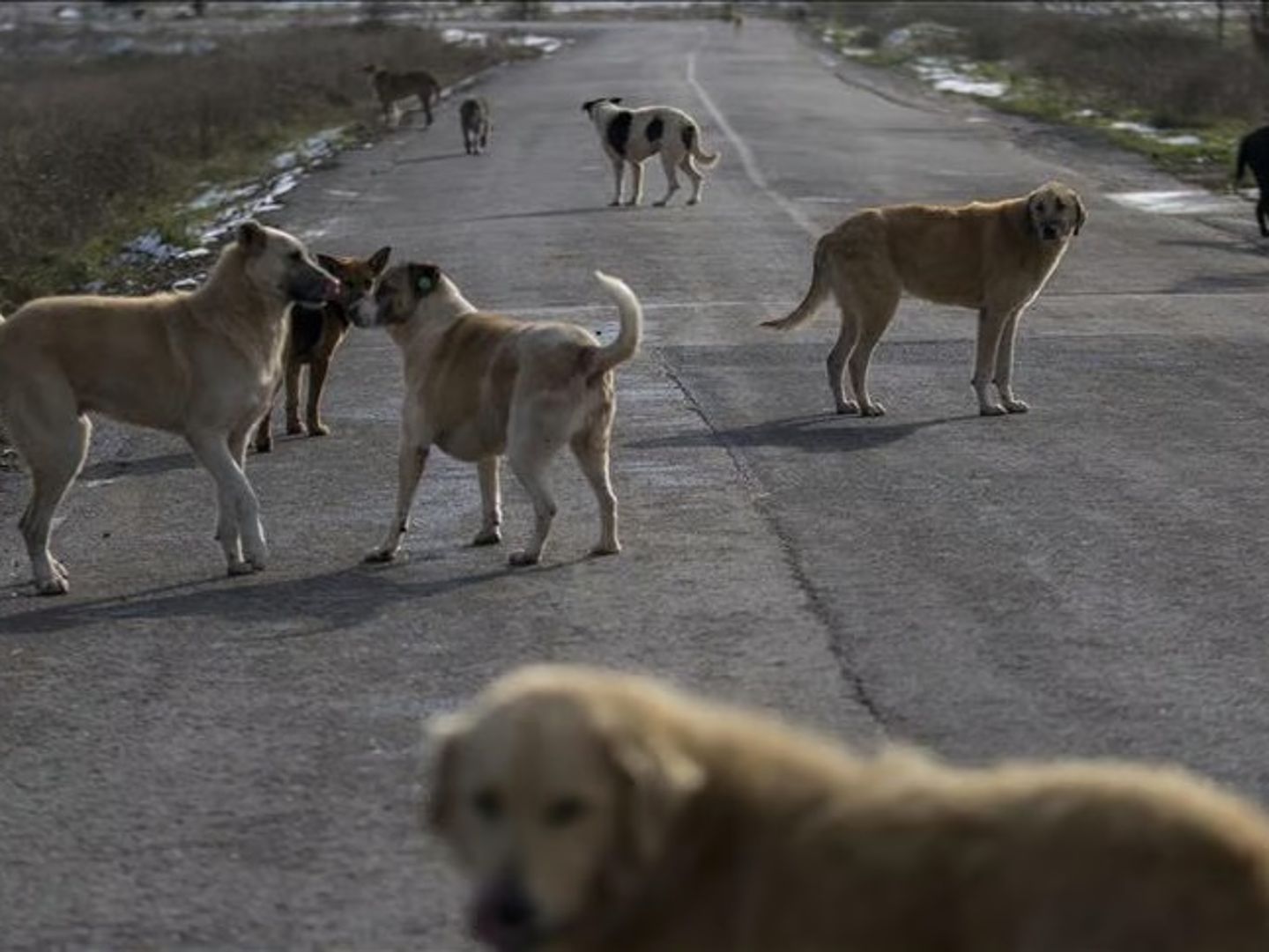 Hindistan'da mahkemeden başıboş köpeklerle ilgili kritik karar