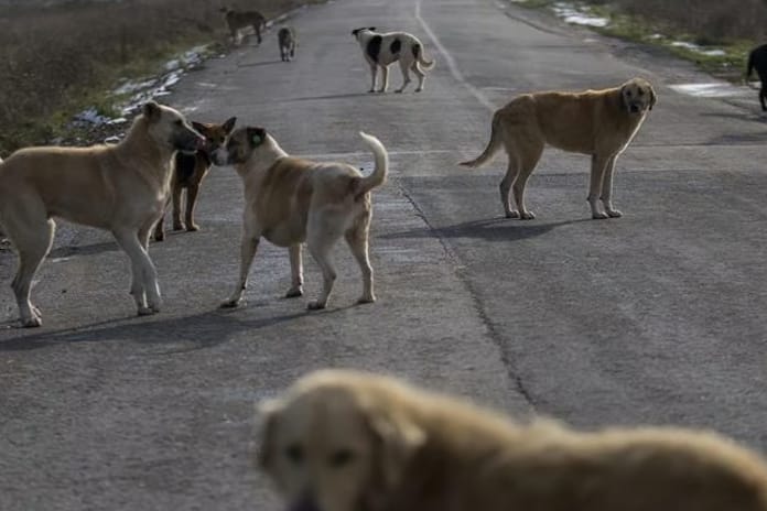 Hindistan'da mahkemeden başıboş köpeklerle ilgili kritik karar