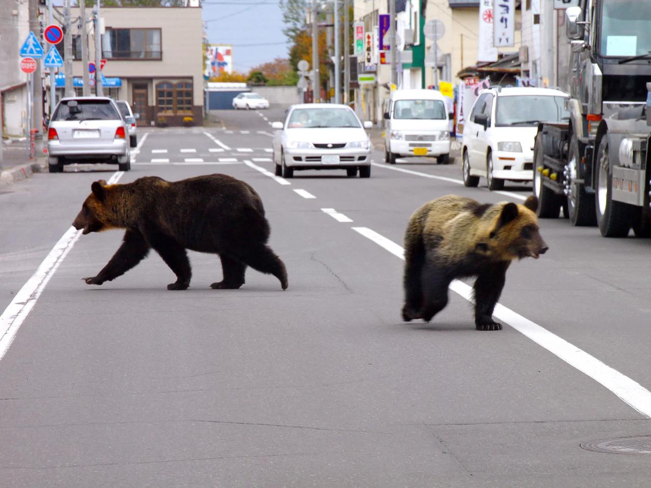 Japon trafiğinde ayı alarmı