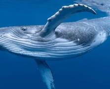 Balinaların nefesinde ölümcül bir virüs tespit edildi