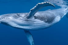 Balinaların nefesinde ölümcül bir virüs tespit edildi