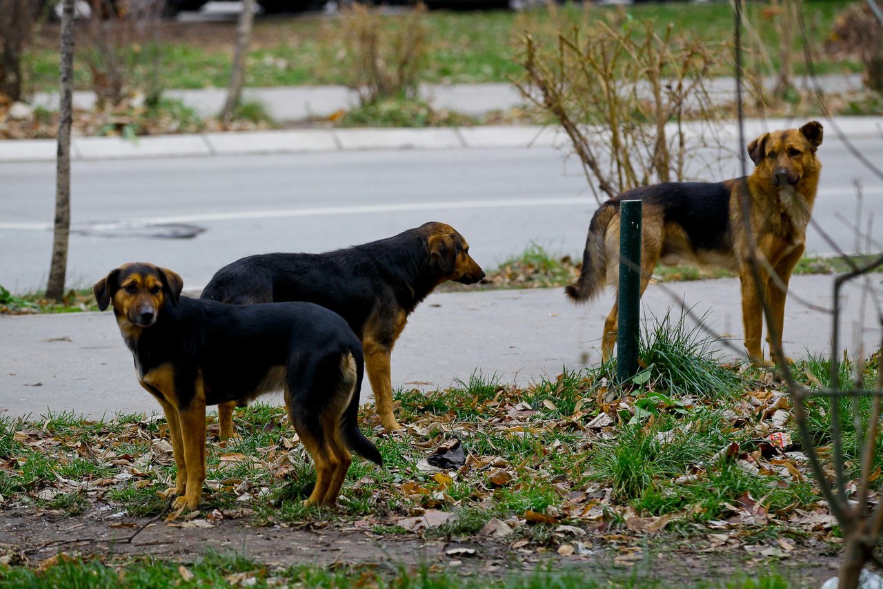 Acılı baba başıboş köpeklerin toplatılmasını istedi