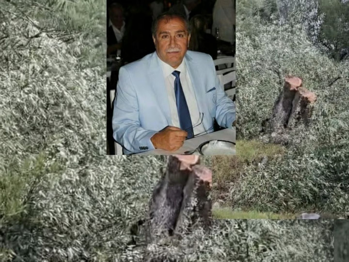 Milas'ta zeytin ağacı kesimi iddiaları sonrası CHP İlçe Başkanı istifa etti