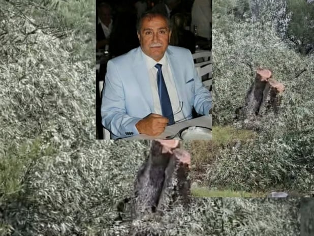 Milas'ta zeytin ağacı kesimi iddiaları sonrası CHP İlçe Başkanı istifa etti