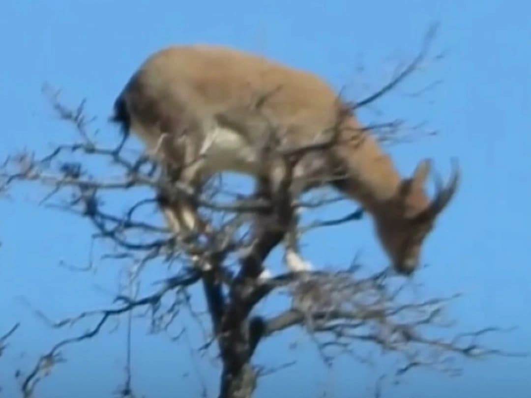 Kayada değil ağacın tepesinde