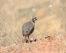 Kene ile mücadelede etkin silah keklik!