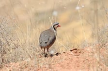 Kene ile mücadelede etkin silah keklik!