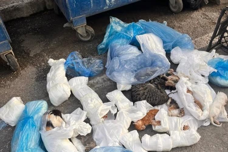 Beze sarılmış 33 donmuş ölü kedi çöpe atıldı