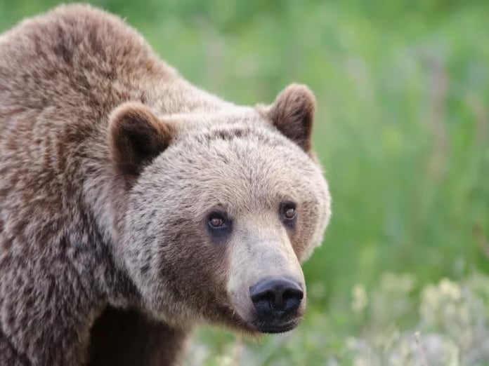 Kanada'nın Bella Coola bölgesinde öğrenci grubuna ayı saldırdı