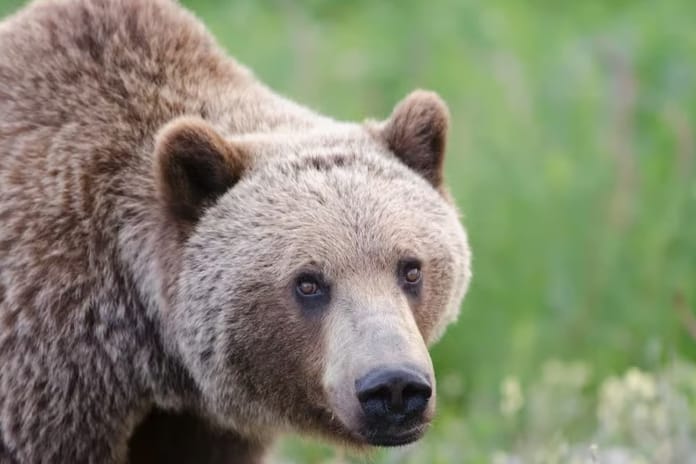 Kanada'nın Bella Coola bölgesinde öğrenci grubuna ayı saldırdı