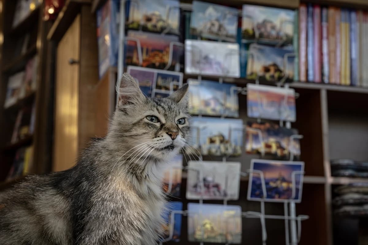 Megakentin ayrılmaz parçası: İstanbul kedileri