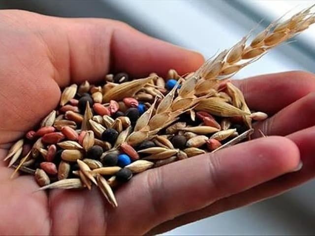 Türkiye tohumda ihracatçı ülke oldu