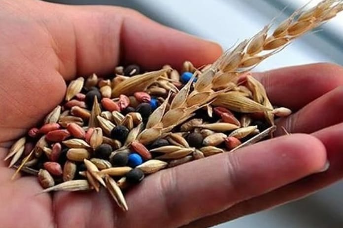 Türkiye tohumda ithalatçı değil ihracatçı ülke konumuna yükseldi