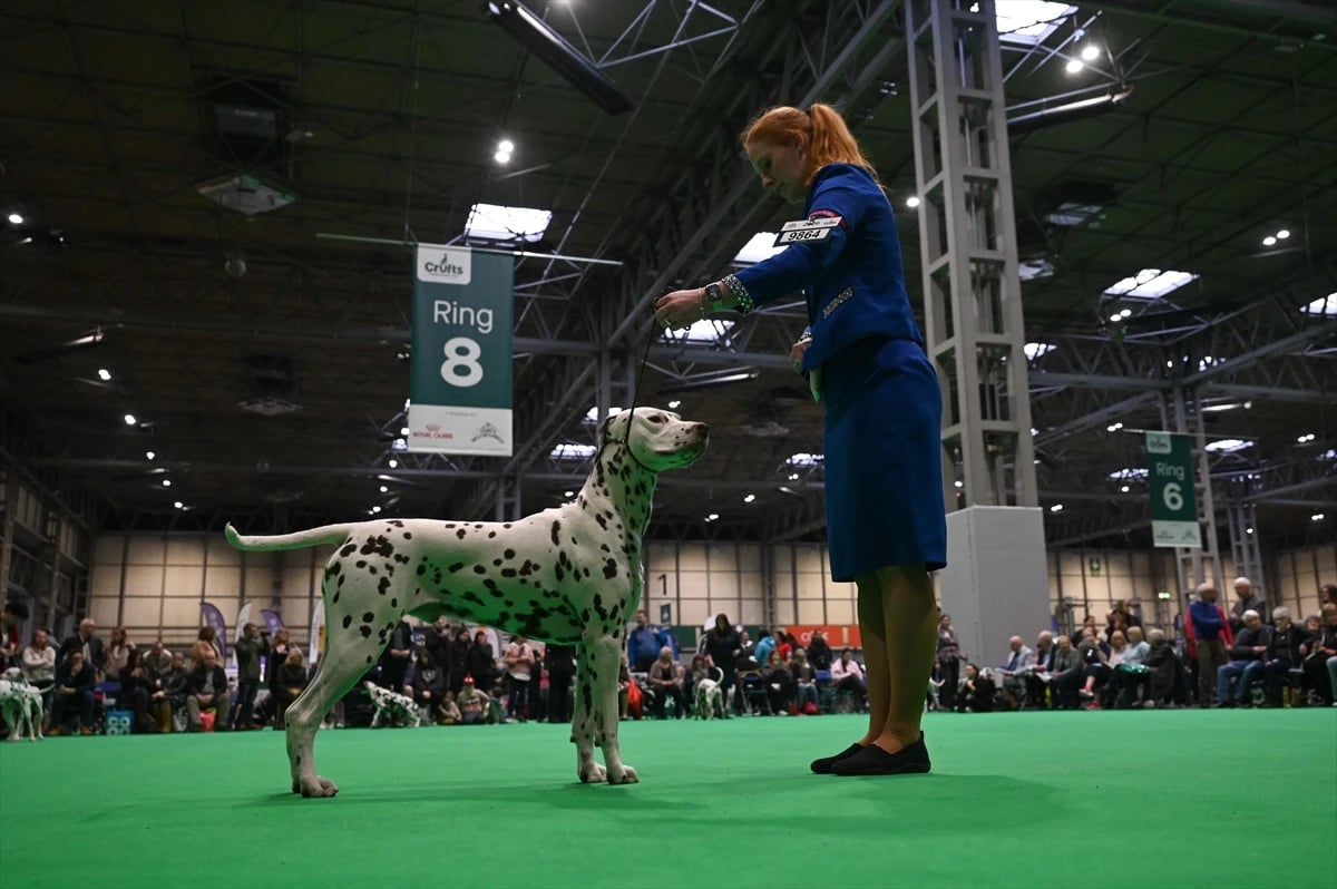 Dünyanın en büyük köpek gösterisi Crufts Birmingham'da devam ediyor