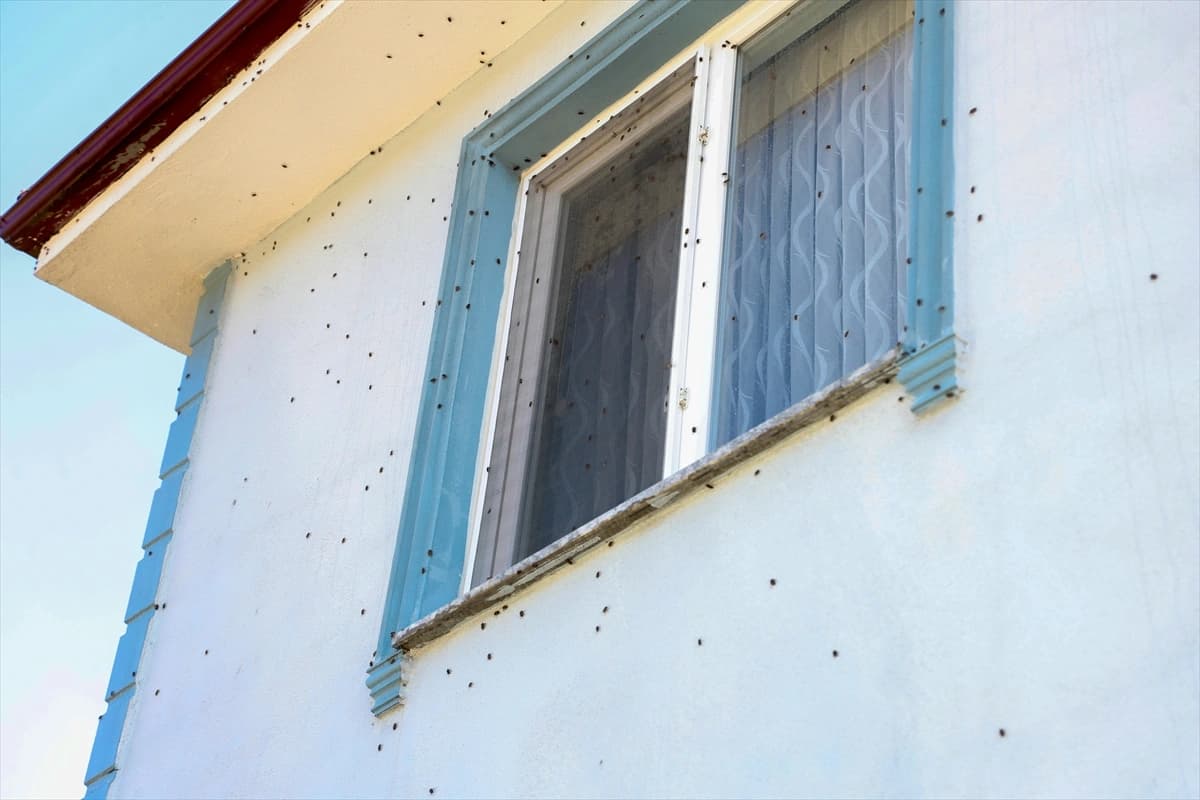 Sakarya'da kahverengi kokarca ile amansız mücadele sürüyor