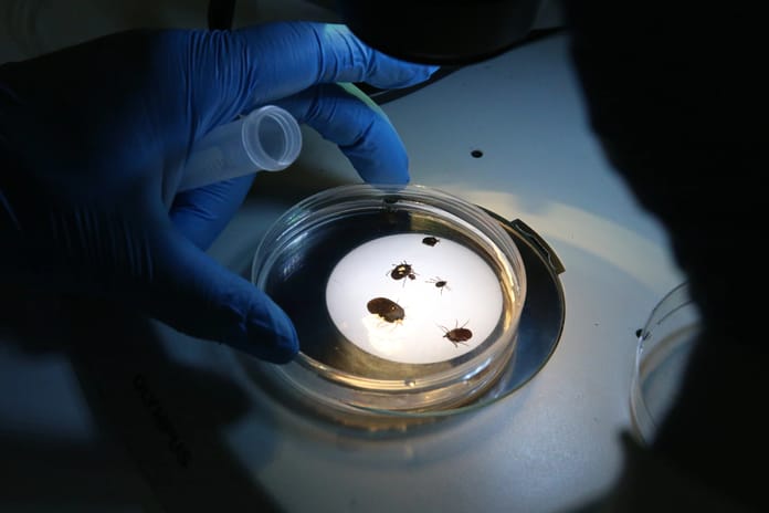 Türkiye’de yeni bir kene türü keşfedildi