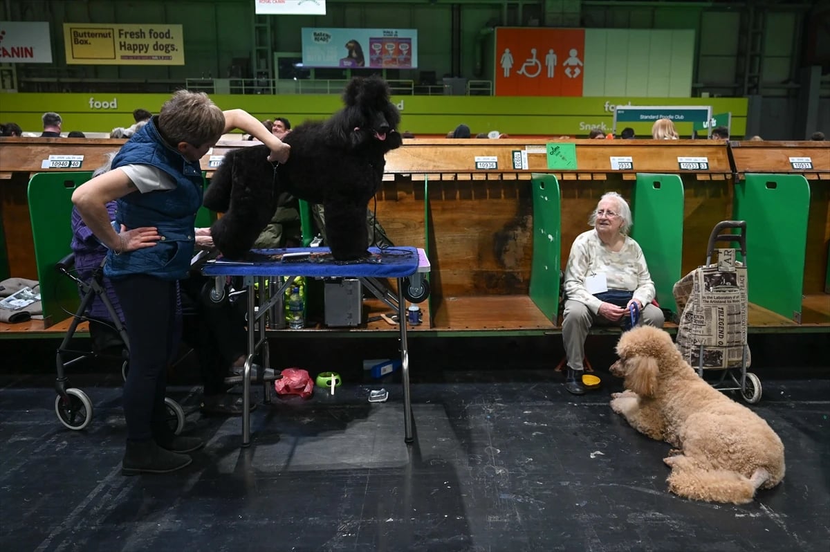 Dünyanın en büyük köpek gösterisi Crufts Birmingham'da devam ediyor