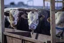 Bakan Yumaklı'dan kurbanlık fiyatlarında spekülasyon uyarısı