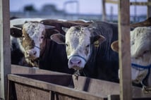 Bakan Yumaklı'dan kurbanlık fiyatlarında spekülasyon uyarısı