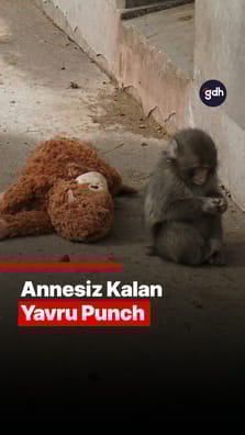 Annesiz kalan yavru Punch