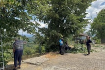 Hasat süresi sadece 10 gün sürüyor! Kilosu 3 bin TL'yi buldu