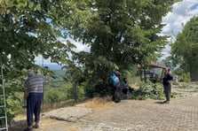 Hasat süresi sadece 10 gün sürüyor! Kilosu 3 bin TL'yi buldu