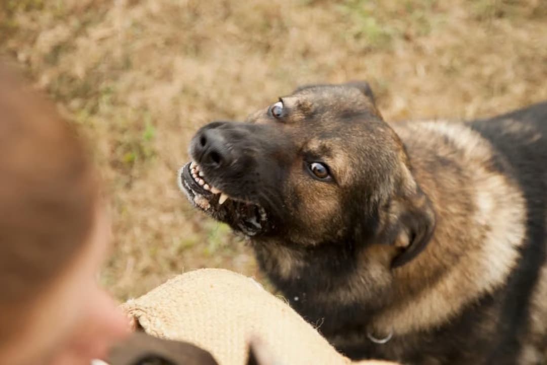 Romanya'da 3 yılda 64 bin sokak köpeği uyutuldu