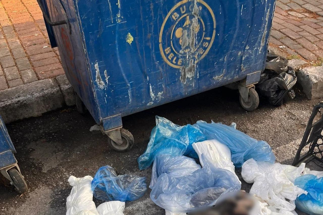 Çöp konteynerinde 33 kedi ölü bulunmuştu: Veteriner hekim suçunu itiraf etti!